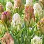 Tulip 'Tower Vista Mix'