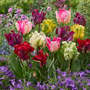 Tulip 'Tropical Parrot Mix'