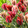 Tulip 'Viridiflora Mix'