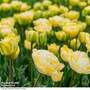 Tulip 'Wedding Dream'