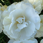 Tulip 'Wedding Dream'