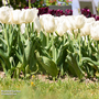 Tulip 'White Prince'