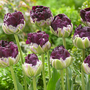 Tulip 'Wow'