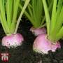 Turnip 'Sweetbell' F1 Hybrid - Seeds