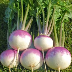 Turnip 'Sweetbell' F1 Hybrid - Seeds