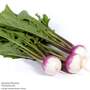 Turnip 'Sweetbell' F1 Hybrid - Seeds