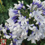 Agapanthus africanus 'Twister'