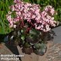 Saxifraga 'Dancing Pixies Tilda'