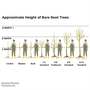 Tilia tomentosa (Mature Tree)
