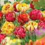 Tulip 'Colour Carnival'
