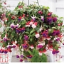 Fuchsia 'Trailing Mixed'