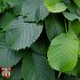 Ulmus pendula 'Mauro'