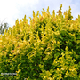 Ulmus x hollandica 'Wredei' (Mature Tree)