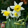 Narcissus 'Topolino'