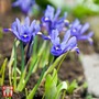 Iris reticulata