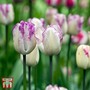 Tulip 'Shirley'