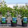 Blueberry 'Bluejay'
