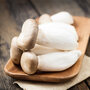 Mushroom Windowsill Kit - King Oyster