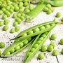 Pea 'Champion Of England' (Maincrop)