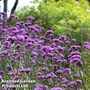 Verbena bonariensis - Easy Grow Range