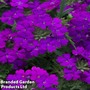 Verbena 'Samira Deep Blue'