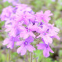 Verbena 'Homestead Purple'