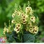 Verbascum 'Dark Eyes'