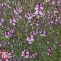 Verbena officinalis var. grandiflora 'Bampton'