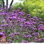 Verbena bonariensis