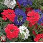 Verbena 'Union Jack Mixed'