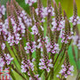 Verbena hastata f. rosea 'Pink Spires'