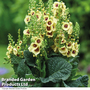 Verbascum 'Dark Eyes'