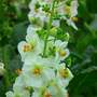 Verbascum phoeniceum 'Flush of White'