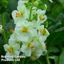 Verbascum phoeniceum Flush of White