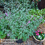 Verbena 'Lavender Lace'