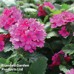 Verbena nana compacta 'Magenta' - Seeds