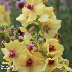 Verbascum 'Peach Champagne'