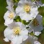 Verbascum phlomoides 'Snow Maiden'