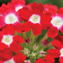 Verbena 'St George' - Seeds