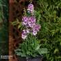 Verbascum 'Sugar Plum'