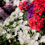 Verbena 'Dwarf Jewels Mixed' - Seeds