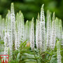 Veronica spicata 'Snow Candles'