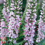 Veronica 'Pink Harmony'