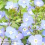 Veronica umbrosa 'Georgia Blue'