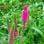 Veronica spicata 'Rotfuchs'
