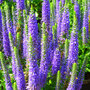 Veronica spicata 'Ulster Dwarf Blue'