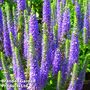 Veronica spicata 'Ulster Dwarf Blue'