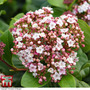 Viburnum tinus 'Lisarose'