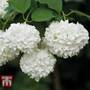 Viburnum opulus