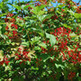 Viburnum opulus 'Compactum'